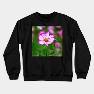 pink cosmosflowers on a flower meadow, bloom, floral Crewneck Sweatshirt